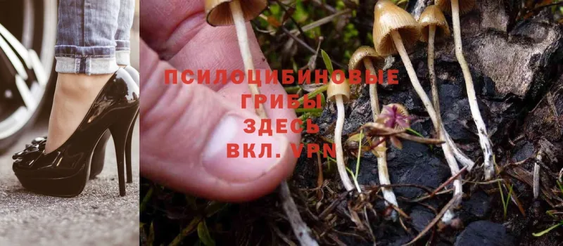 Псилоцибиновые грибы Psilocybe  Микунь 